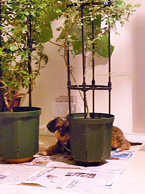 f0203406_10114445.jpg