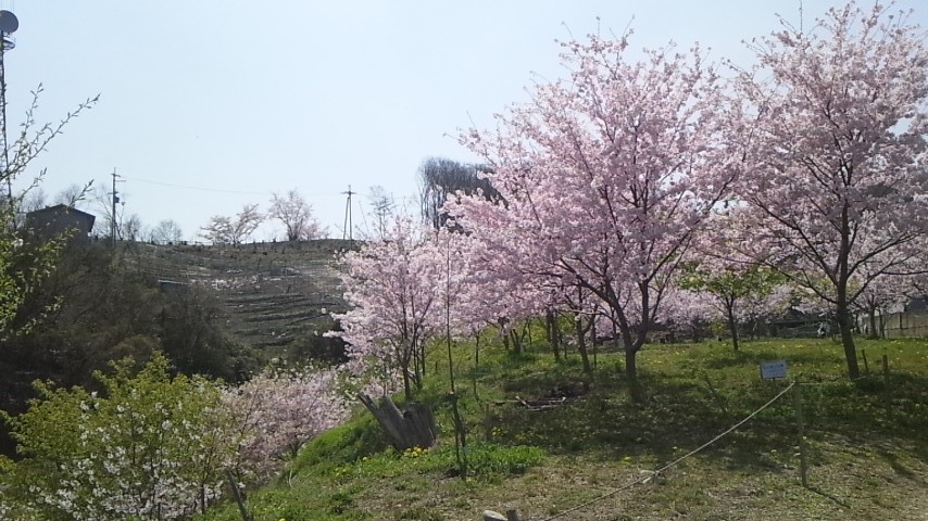 e0125811_0111526.jpg