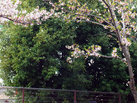 e0083517_23101847.jpg