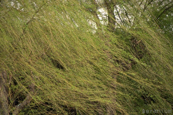 c0133533_22123821.jpg