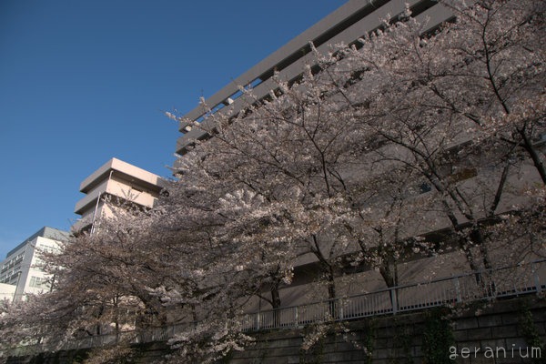 c0133533_229587.jpg