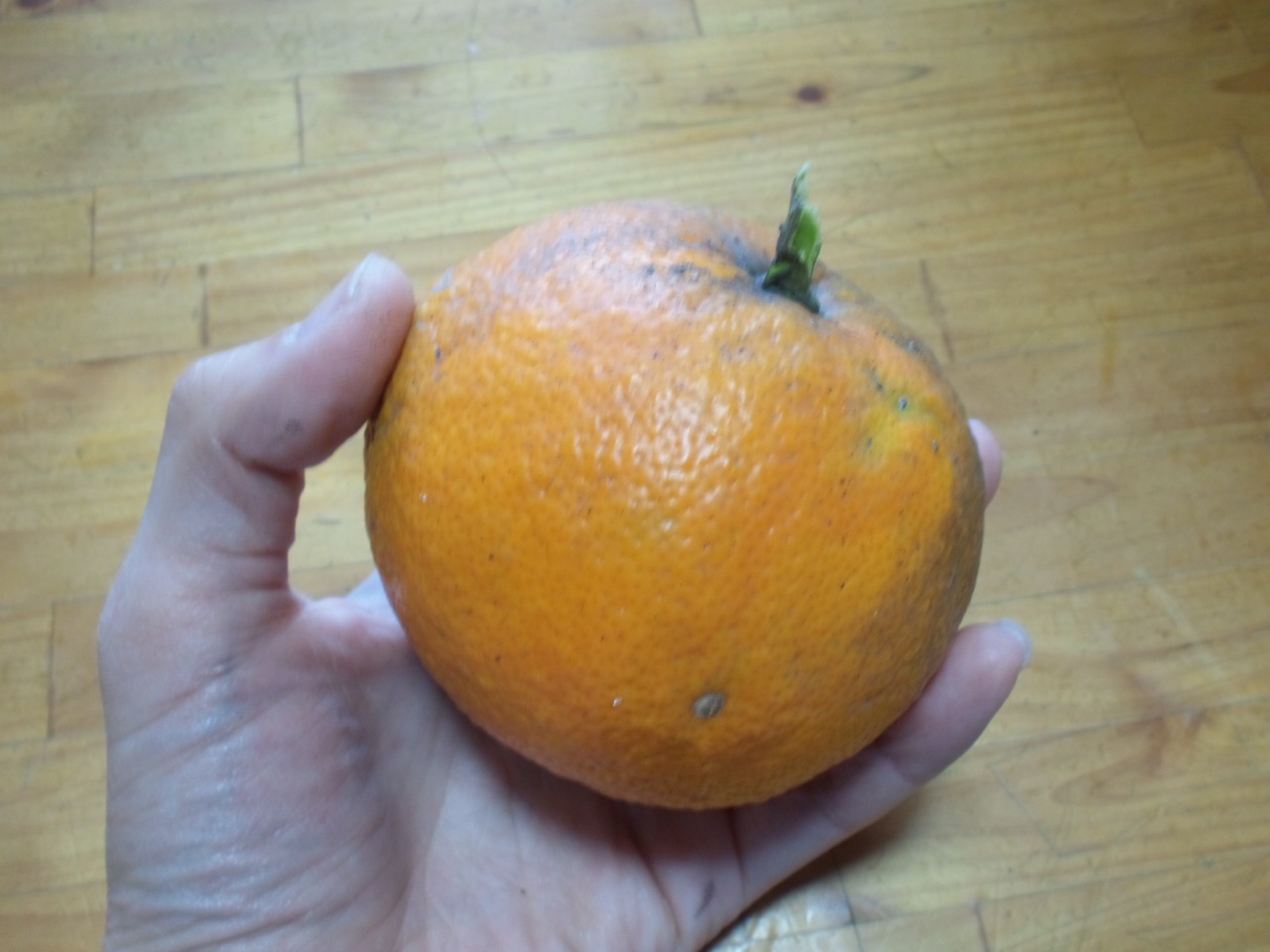 f0183846_1073146.jpg