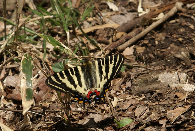 f0214649_5295128.jpg