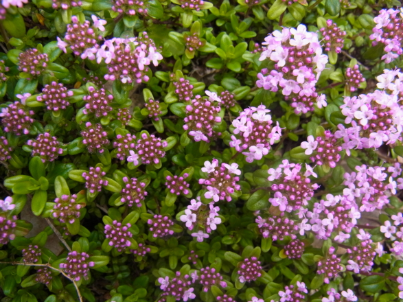 c0224154_17425656.jpg
