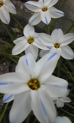 e0143667_130516.jpg