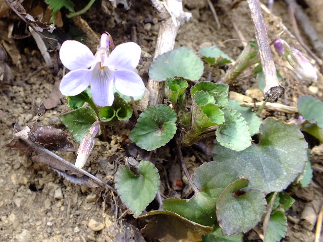 e0145782_206493.jpg
