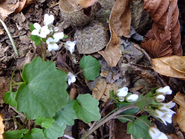 e0145782_2071761.jpg
