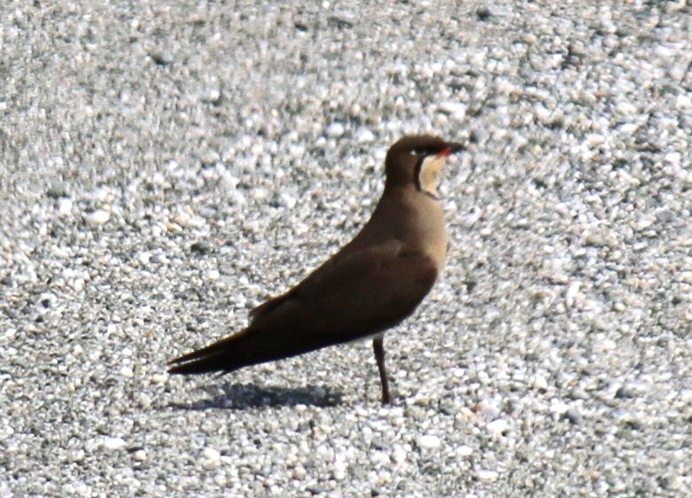 e0197884_1953048.jpg