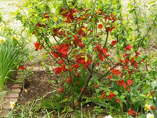 e0002896_2303378.jpg