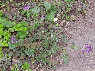 e0002896_2305295.jpg