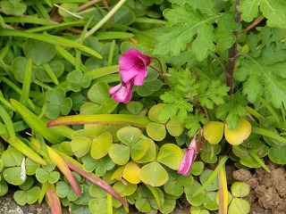 e0002896_2324278.jpg