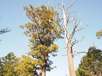 c0173697_0162451.jpg