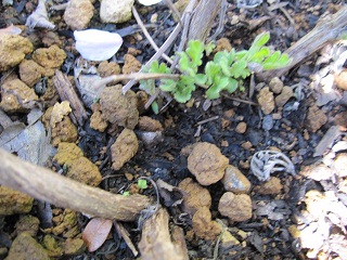 c0152002_1811098.jpg