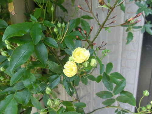 b0239909_2144855.jpg