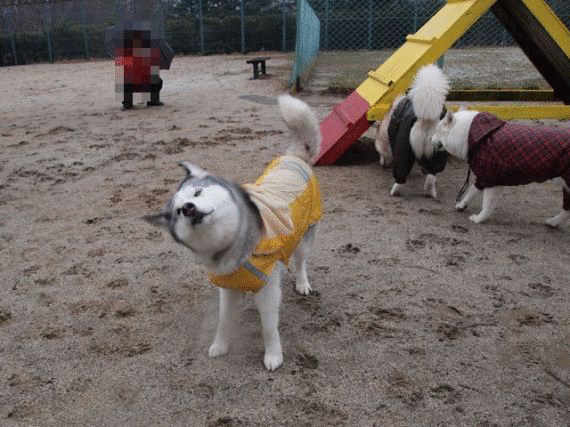 b0207615_20463360.gif