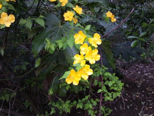 c0150520_11183520.jpg