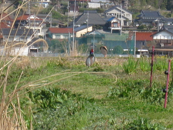 c0197220_20175229.jpg