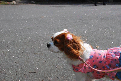 f0214121_18261431.gif