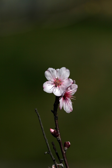 a0242438_1972047.jpg