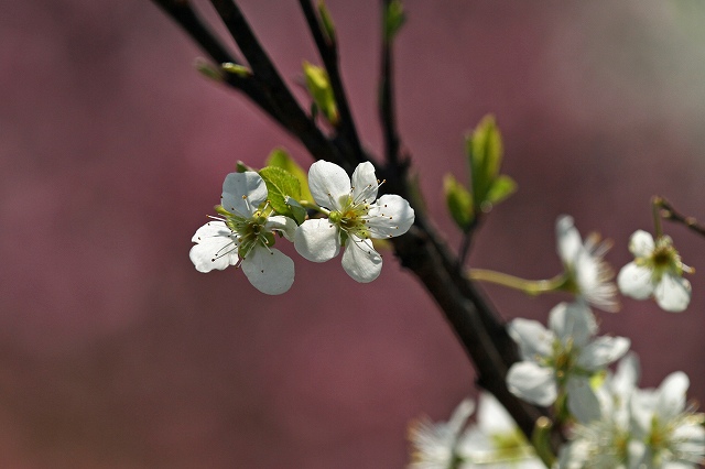 a0242438_197325.jpg