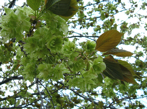 c0225153_23214661.gif