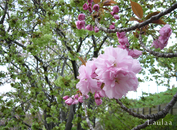 c0225153_23225280.gif