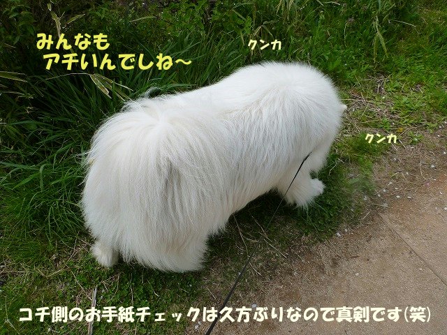e0176159_171418.jpg