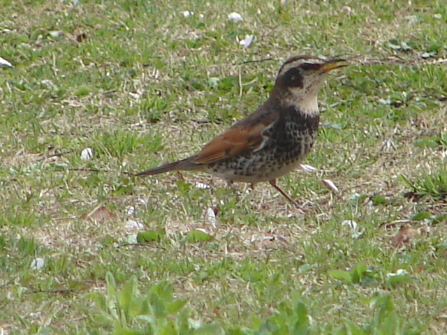 b0061261_23334545.jpg