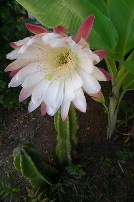 e0225164_7332528.jpg