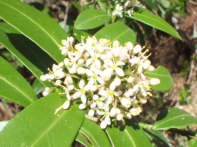 e0145782_17522823.jpg