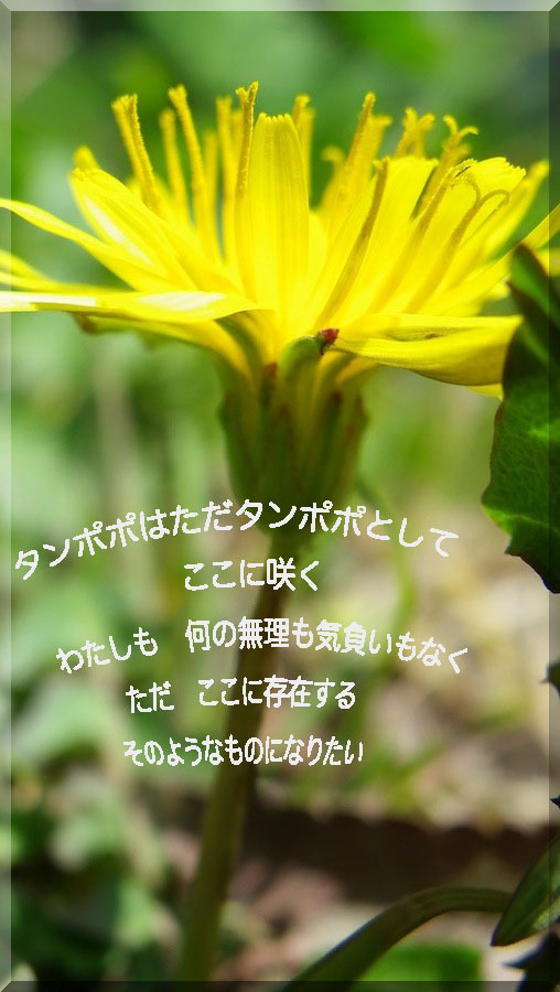 a0207396_21401595.jpg