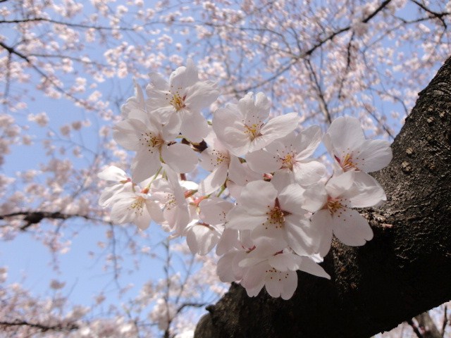 c0137300_1659553.jpg