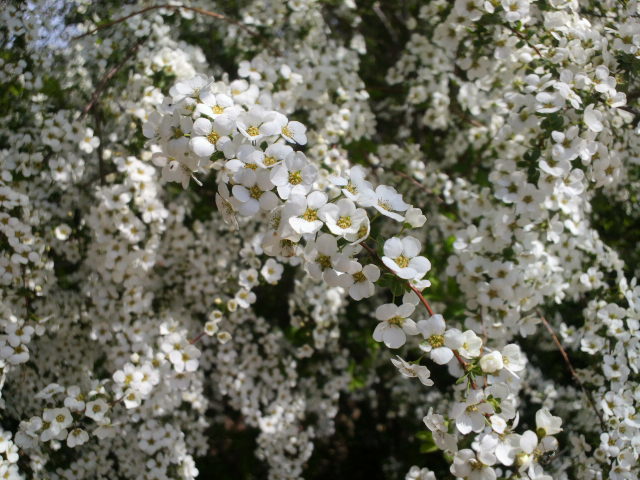e0099212_218546.jpg