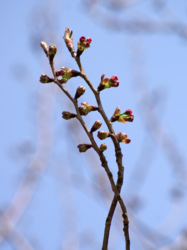 c0184125_16573399.jpg
