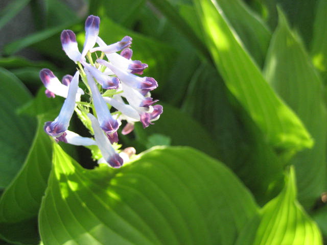 b0166435_16564230.jpg
