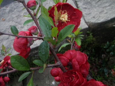 a0054240_2159365.jpg