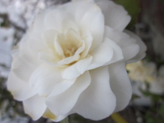 b0193647_23183562.jpg