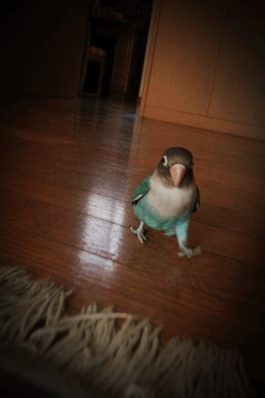 c0145250_10574882.gif