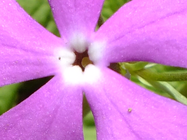e0145782_20483920.jpg
