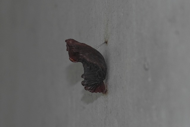 b0194593_18502311.jpg