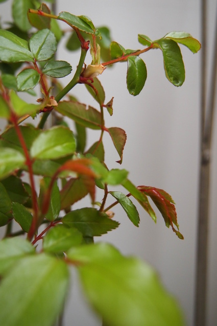 a0232811_2144176.jpg