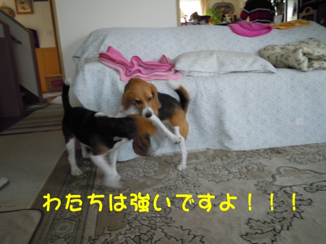 c0166622_1430105.jpg