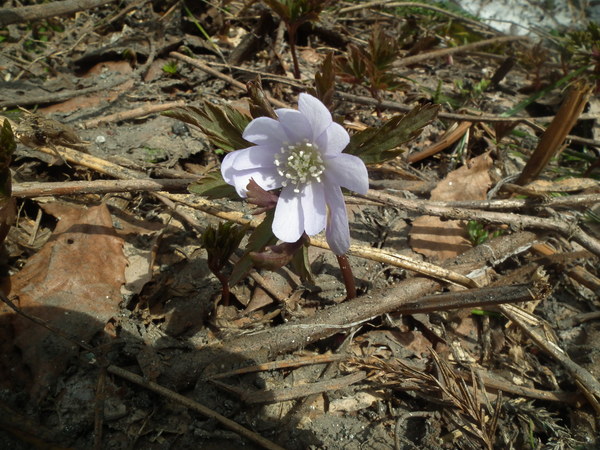 f0118332_2382785.jpg