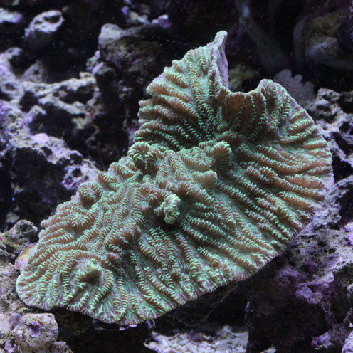 d0221436_2245369.jpg