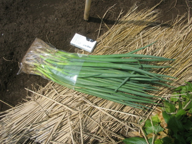 a0054043_188544.jpg