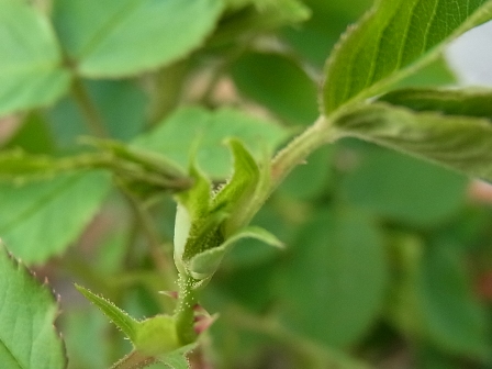 a0223650_17291632.jpg