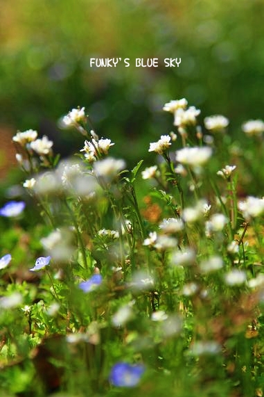 c0145250_1130299.jpg