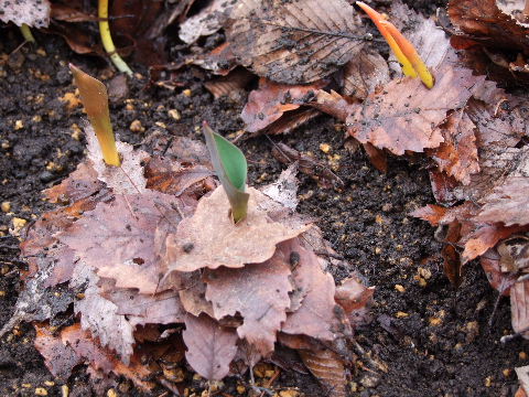 e0088260_11564881.jpg