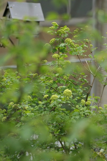 c0186463_129498.jpg
