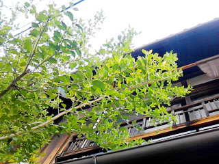 f0169675_5523469.jpg